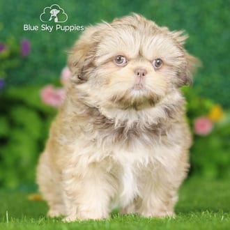 Charlotte, a female Shih Tzu puppy for sale at Blue Sky Puppies Nashville TN