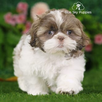 Lucky, a male Shih Tzu puppy for sale at Blue Sky Puppies Nashville TN