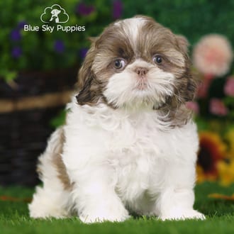 Lucky, a male Shih Tzu puppy for sale at Blue Sky Puppies Nashville TN