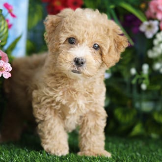 Sunny, a male Shihpoo F1B puppy for sale at Blue Sky Puppies Orlando FL