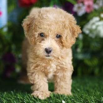 Sunny, a male Shihpoo F1B puppy for sale at Blue Sky Puppies Orlando FL