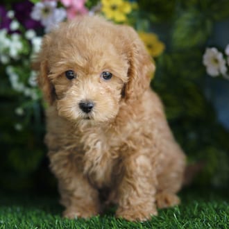 Roscoe, a male Shihpoo F1B puppy for sale at Blue Sky Puppies Orlando FL