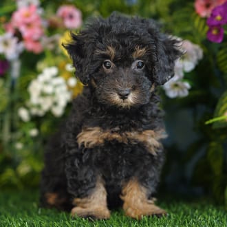 Faye, a female Shihpoo F1B puppy for sale at Blue Sky Puppies Orlando FL