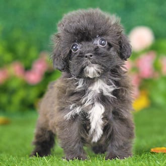 Chelsea, a female Shihpoo puppy for sale at Blue Sky Puppies Nashville TN
