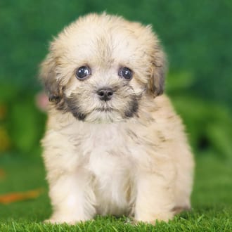 Judge, a female Shihpoo puppy for sale at Blue Sky Puppies Nashville TN