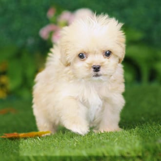Harley, a male Shihpoo puppy for sale at Blue Sky Puppies Nashville TN