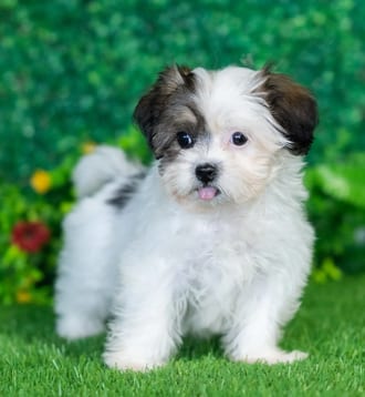 Maddy puppy images