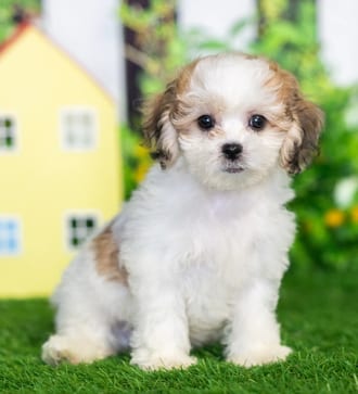 James puppy images