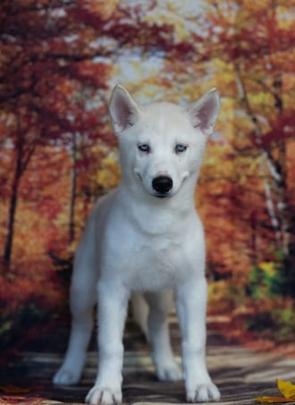Gia, a female Siberian Husky puppy for sale at Blue Sky Puppies Nashville TN