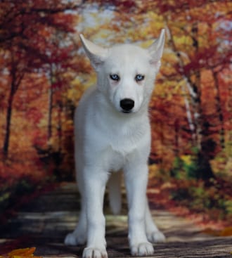 Yuba, a female Siberian Husky puppy for sale at Blue Sky Puppies Nashville TN