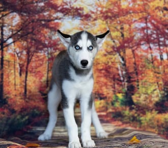 Baron, a male Siberian Husky puppy for sale at Blue Sky Puppies Nashville TN