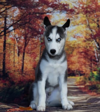 Baron, a male Siberian Husky puppy for sale at Blue Sky Puppies Nashville TN