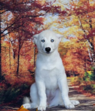 Riley, a female Siberian Husky puppy for sale at Blue Sky Puppies Nashville TN