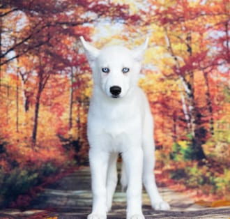 Ireland, a female Siberian Husky puppy for sale at Blue Sky Puppies Nashville TN