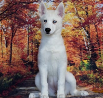 Ireland, a female Siberian Husky puppy for sale at Blue Sky Puppies Nashville TN