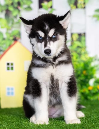 Vesper puppy images