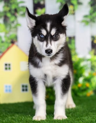 Mason puppy images