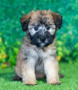 Xena puppy images