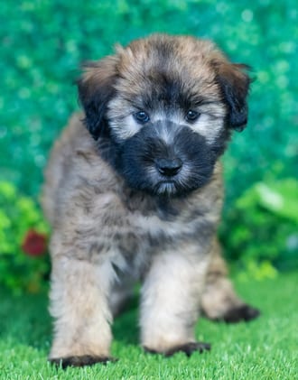 Flynn puppy images