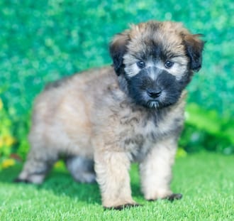Flynn puppy images