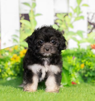 Utopia puppy images