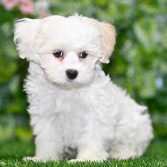 Orson puppy images