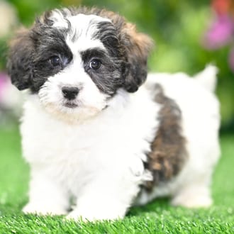 Alex puppy images