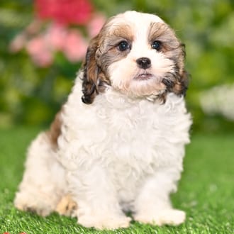Zola puppy images