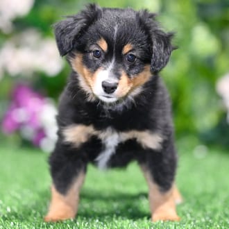 Leroy, a male Toy Australian Shepherd puppy for sale at Blue Sky Puppies Orlando FL