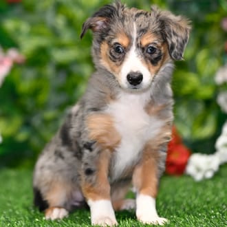Archie, a male Toy Australian Shepherd puppy for sale at Blue Sky Puppies Orlando FL