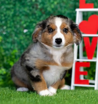 Fig, a female Toy Australian Shepherd puppy for sale at Blue Sky Puppies Nashville TN