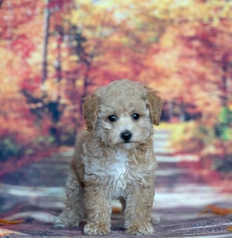 Oscar, a male Toy Poodle puppy for sale at Blue Sky Puppies Nashville TN
