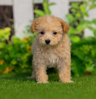 Wren puppy images