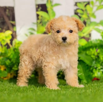 Wren puppy images