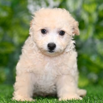 Rio puppy images