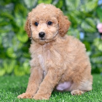 Reed puppy images