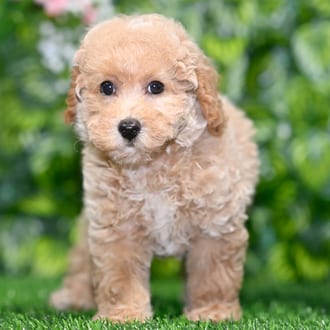 Ned puppy images