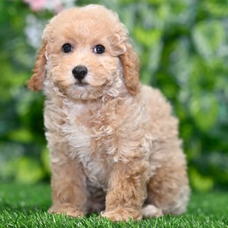 Ned puppy images