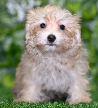 Dudley puppy images