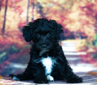 Doc, a male Yorkiepoo puppy for sale at Blue Sky Puppies Nashville TN