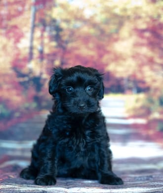Homer, a male Yorkiepoo puppy for sale at Blue Sky Puppies Nashville TN