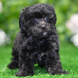 Leo, a male Yorkiepoo puppy for sale at Blue Sky Puppies Orlando FL