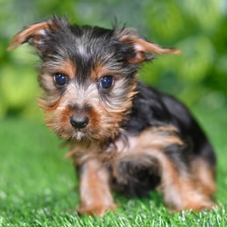 Piper puppy images