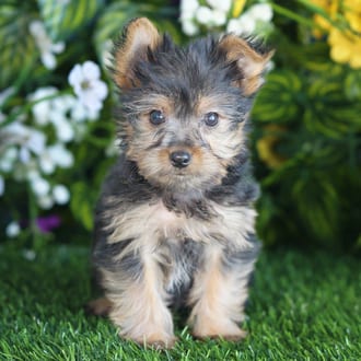 Edwin, a male Yorkshire Terrier puppy for sale at Blue Sky Puppies Orlando FL