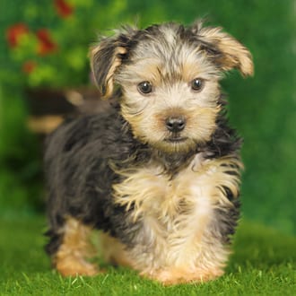 Murray, a male Yorkshire Terrier puppy for sale at Blue Sky Puppies Nashville TN