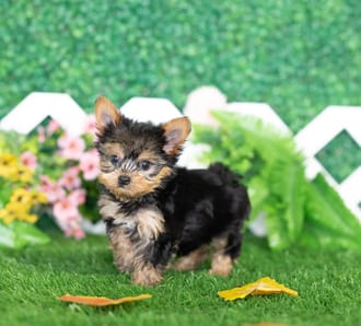 Parsley, a female Yorkshire Terrier puppy for sale at Blue Sky Puppies Nashville TN