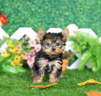 Parsley, a female Yorkshire Terrier puppy for sale at Blue Sky Puppies Nashville TN