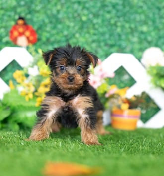 Cody, a male Yorkshire Terrier puppy for sale at Blue Sky Puppies Nashville TN