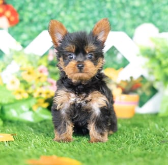 Honey, a female Yorkshire Terrier puppy for sale at Blue Sky Puppies Nashville TN