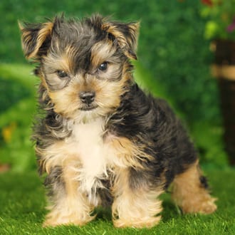 Aries, a male Yorkshire Terrier puppy for sale at Blue Sky Puppies Nashville TN